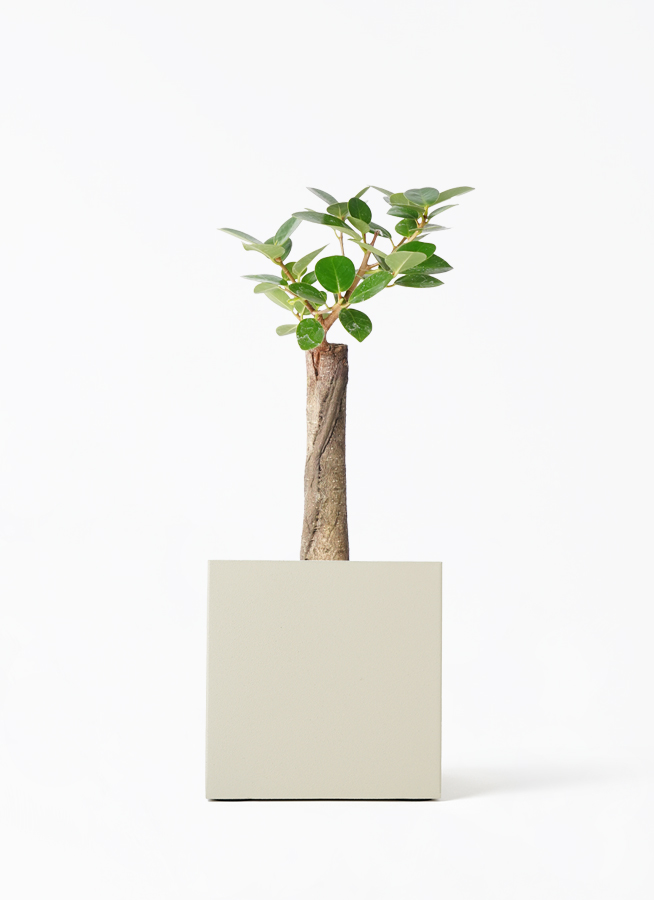 観葉植物 ガジュマル 4号 パンダ 朴仕立て クッカ 15 W ライトグレー