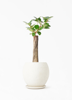 chinese-banyan-panda-118_1.jpg