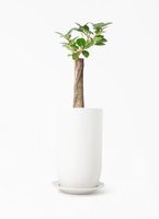 chinese-banyan-panda-115_1.jpg