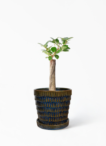 chinese-banyan-panda-113_1.jpg