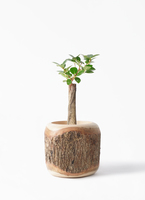 chinese-banyan-panda-105_1.jpg