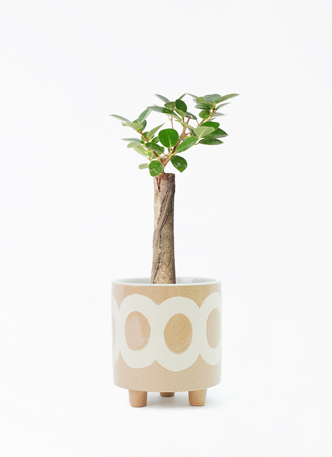 観葉植物 ガジュマル 4号 パンダ 朴仕立て ラダ 15 B ベージュ
