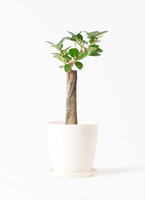 観葉植物 ガジュマル 4号 パンダ 朴仕立て リア 青緑 M 付き | 観葉