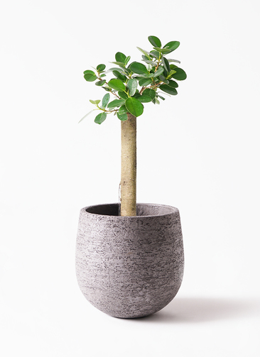 観葉植物 ガジュマル 6号 パンダ 朴仕立て Eco Stone (エコストーン