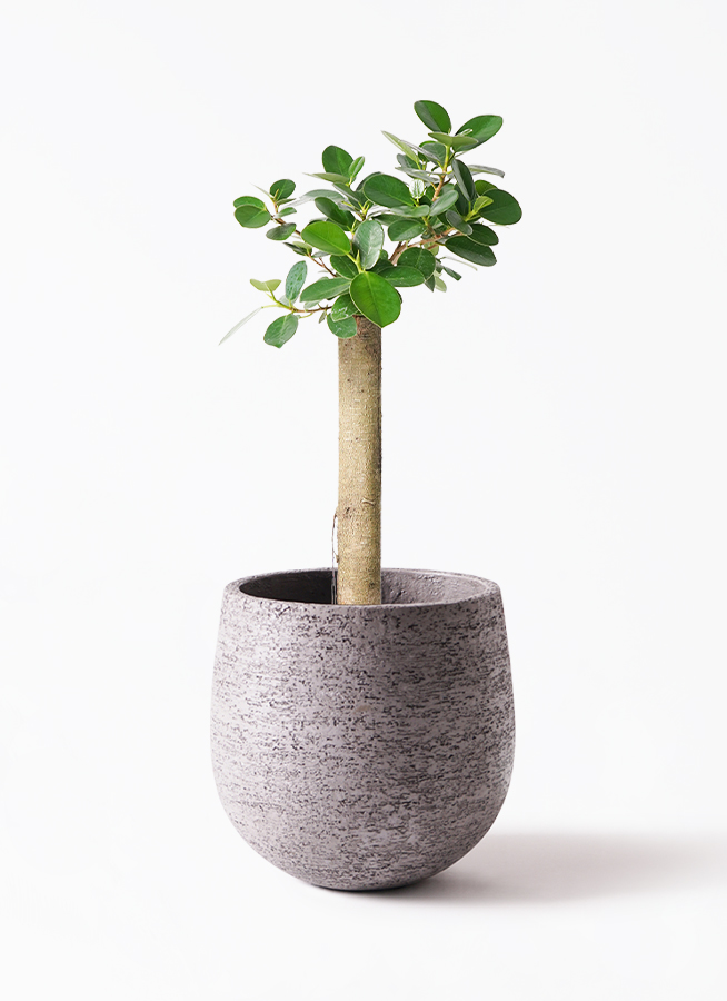 パンダ　ガジュマル　6 ガジュマル：パンダガジュマル 6号鉢植え* の通販 | 園芸ネット