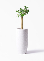 観葉植物 ガジュマル 6号 パンダ 朴仕立て プラスチック鉢