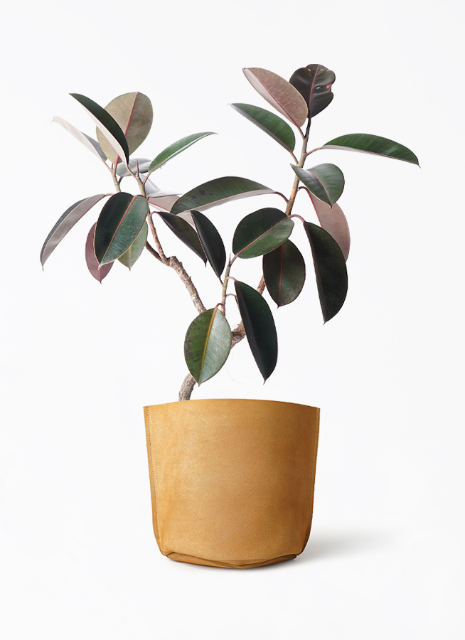 観葉植物 フィカス バーガンディ 8号 ノーマル プラスチック鉢