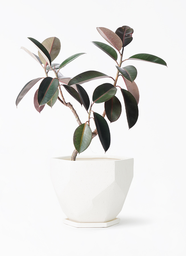 観葉植物 フィカス バーガンディ 6号 曲り Ceramic Pot (セラミック