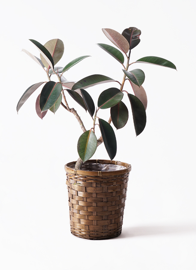 フィカス バーガンディ 6号 | 観葉植物通販 HitoHana（ひとはな）