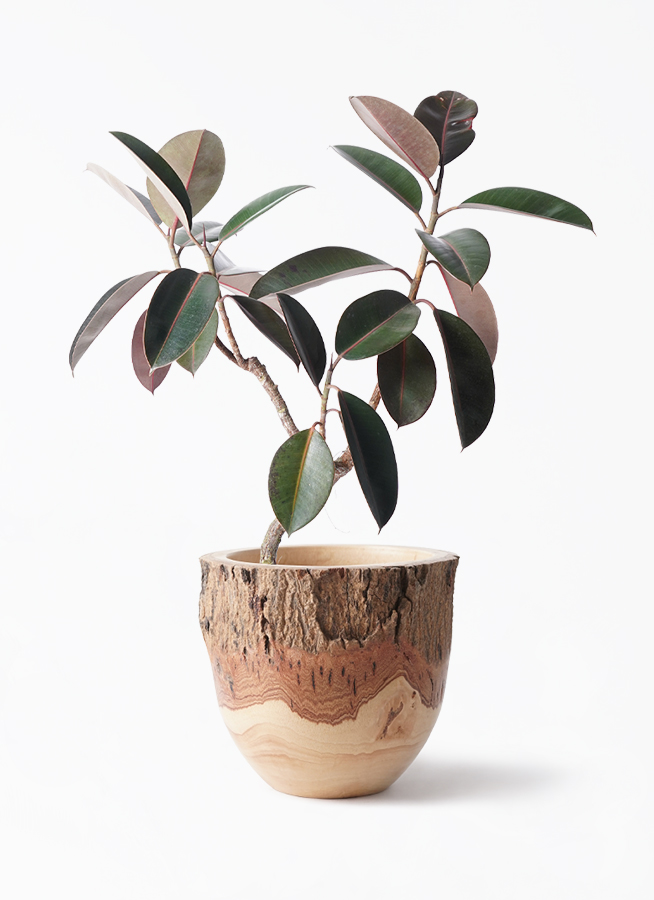 観葉植物 フィカス バーガンディ 6号 曲り レザーポット