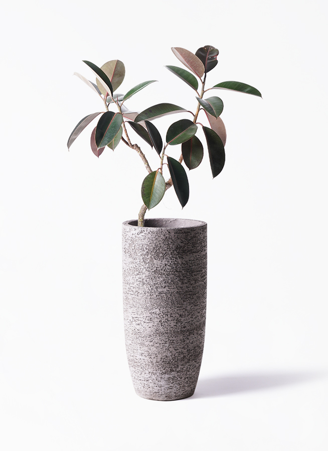 フィカス　バーガンディ　グラファイトストーム陶器鉢　植え込み発送 楽天市場】【水耕栽培】 フィカス（バーガンディ） （水位計付き