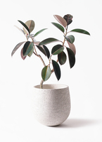 観葉植物 フィカス バーガンディ 6号 曲り エステリ ブラック 付き