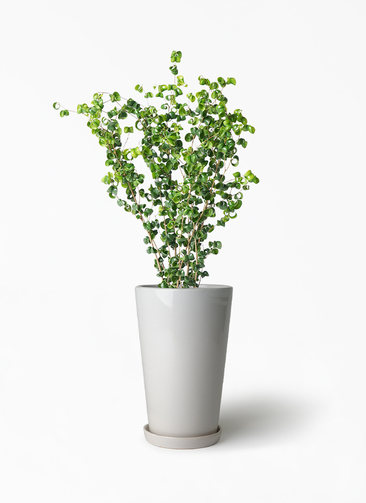 ficus-benjamina-baroque-150_1.