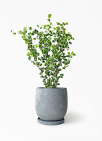 ficus-benjamina-baroque-147_1.