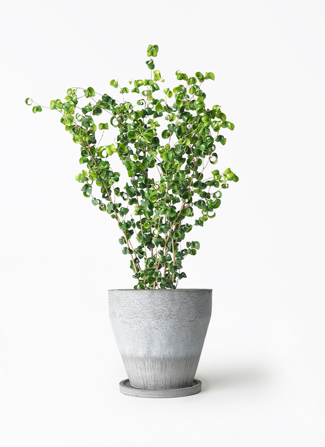 ☆ ベンジャミン バロック♪ 132cm♪ 観葉植物 フィカス ベンジャミン 6号 バロック セメント