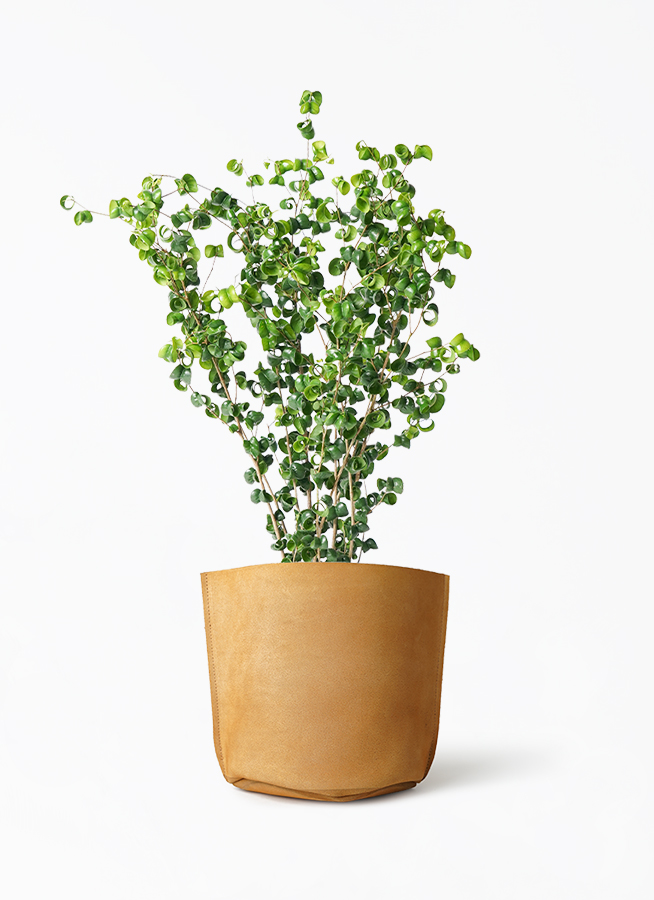 ficus-benjamina-baroque-140_1.