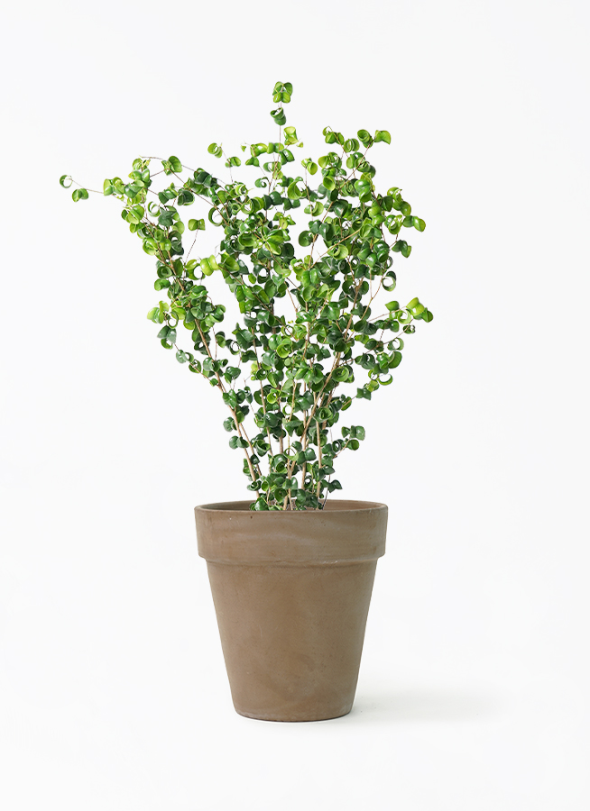 観葉植物 フィカス ベンジャミン 6号 バロック アルトポット