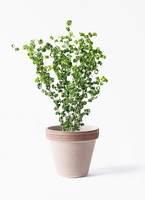 ficus-benjamina-baroque-132_1.