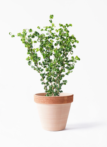 観葉植物 フィカス ベンジャミン 6号 バロック スタンダードポット