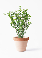 ficus-benjamina-baroque-131_1.