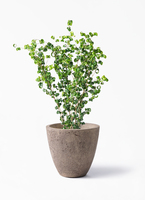 ficus-benjamina-baroque-130_1.