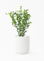 ficus-benjamina-baroque-127_1.