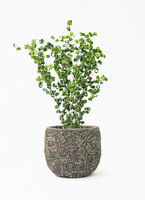 ficus-benjamina-baroque-124_1.