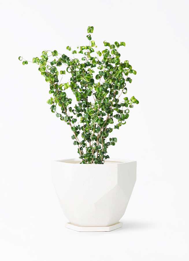 観葉植物 フィカス ベンジャミン 8号 バロック ポリゴヘクサ 白
