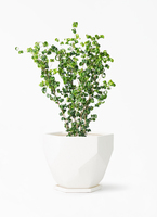 ficus-benjamina-baroque-122_1.