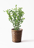 ficus-benjamina-baroque-118_1.