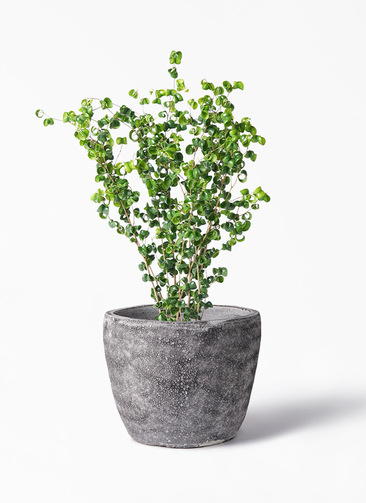 ficus-benjamina-baroque-114_1.