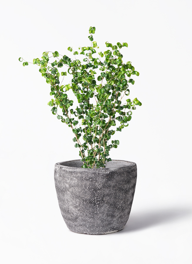 【月末20％オフセール】 フィカス ベンジャミン バロック 180cm 月末20％オフセール】 フィカス ベンジャミン バロック 180cm フィカス