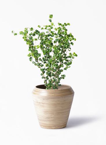 観葉植物 フィカス ベンジャミン 6号 バロック Ceramic Pot