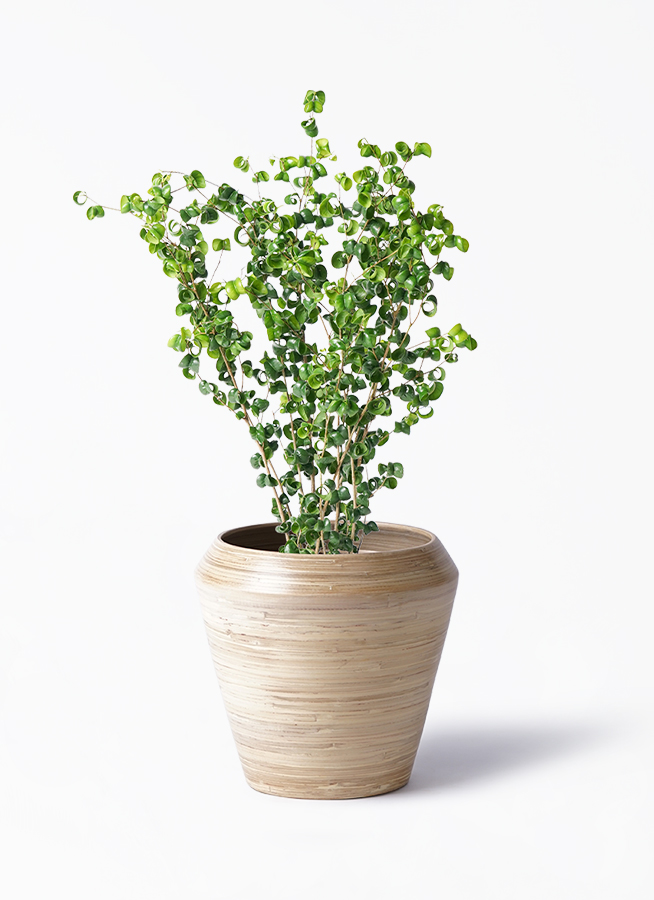 ☆ ベンジャミン バロック♪ 132cm♪ 観葉植物 フィカス ベンジャミン 6号 バロック スタンダード