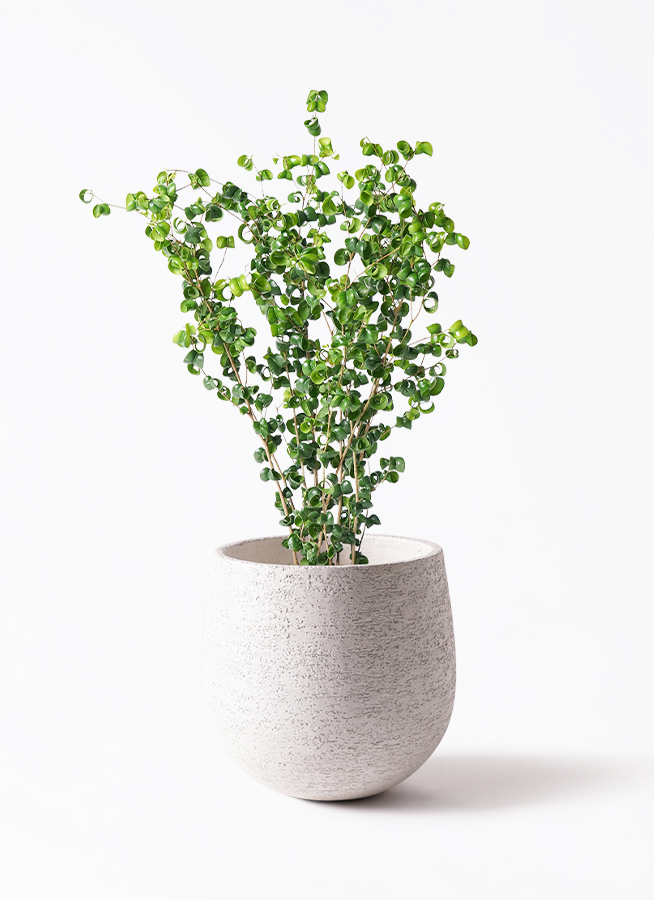 観葉植物 ベンジャミン 6号 バロック プラスチック鉢 | 観葉植物