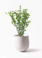 ficus-benjamina-baroque-106_1.