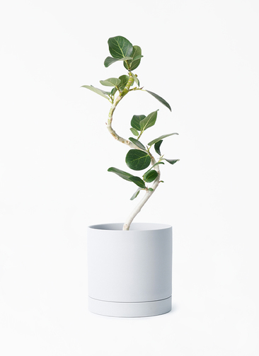 フィカス　ベンガレンシス　4 観葉植物 フィカス ベンガレンシス 4号 曲り プラスチック鉢 | 観葉