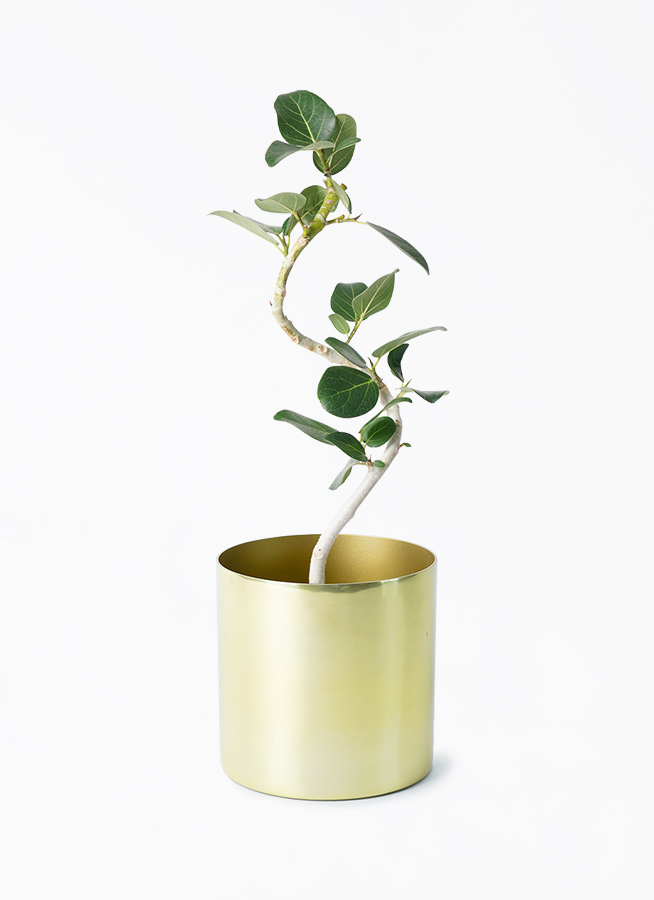 フィカス　ベンガレンシス4 フィカス：ベンガレンシス オードリー 4号鉢植え の通販 | 園芸
