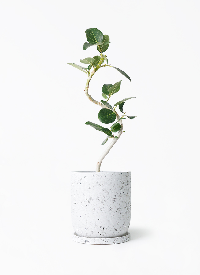 フィカス ベンガレンシス 4号 | 観葉植物通販 HitoHana（ひとはな）