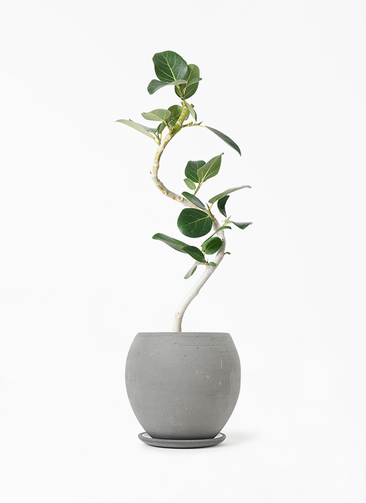 ficus-benghalensis-976_1.jpg?