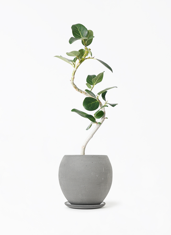 観葉植物 フィカス ベンガレンシス 205cm 観葉植物 フィカス ベンガレンシス 4号 曲り エッジ ボール ブラック