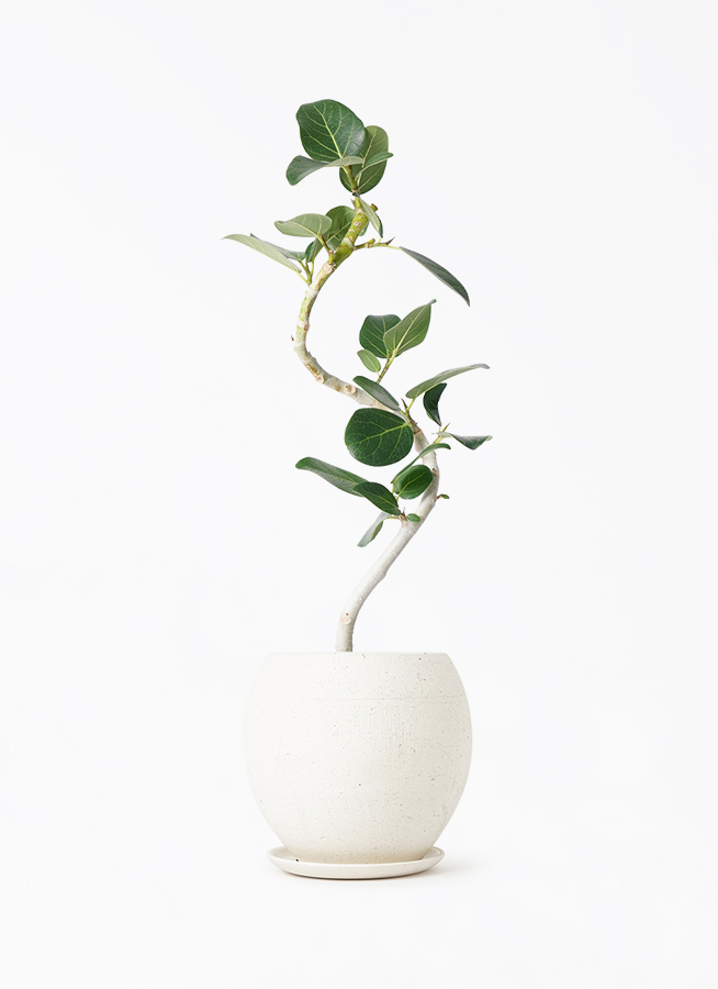 観葉植物 フィカス ベンガレンシス フィカス：ベンガレンシス オードリー 4号鉢植え の通販 | 園芸