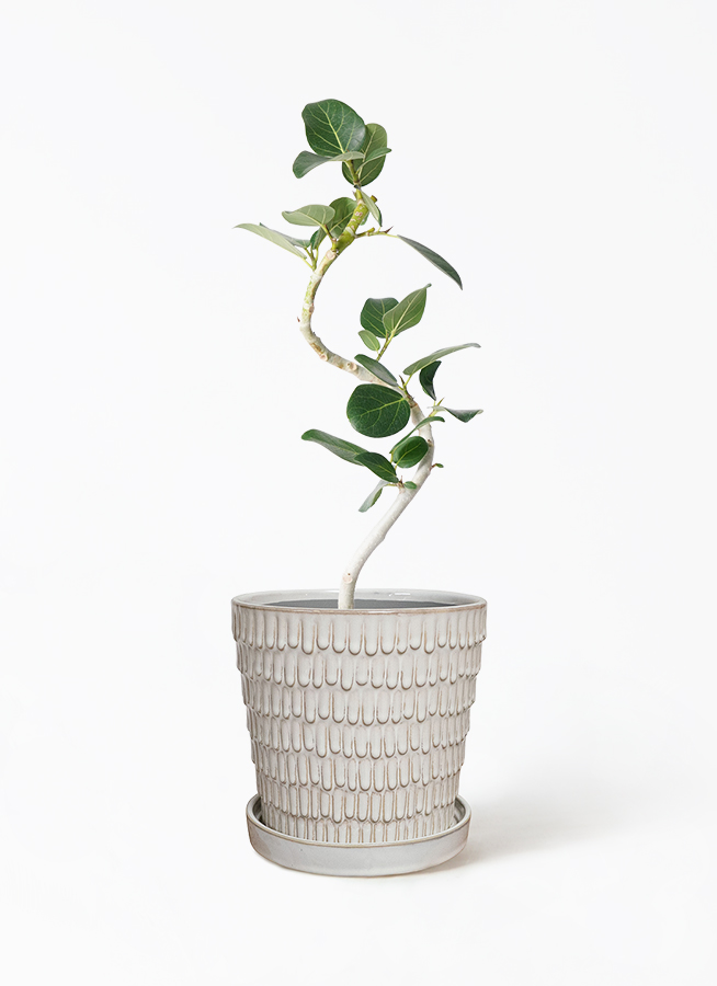 観葉植物 フィカス ベンガレンシス フィカス ベンガレンシス 4号 | 観葉植物通販 HitoHana（ひとはな）