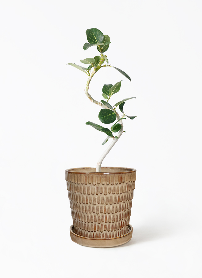 (おれお 専用)フィカス 観葉植物 生育中 白鉢 ficus-benghalensis-1011_0004.