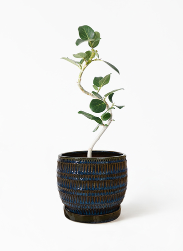観葉植物 Pickup 全ての商品 – 植物家族