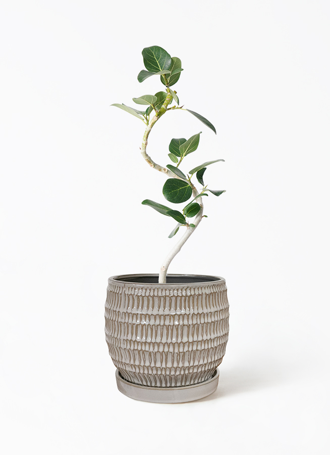 観葉植物 フィカス ベンガレンシス 観葉植物 フィカス ベンガレンシス 8号 曲り 極太 バスク ミドル