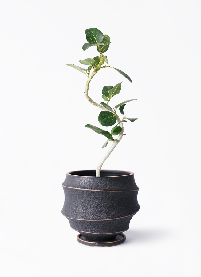 フィカス　ベンガレンシス4 フィカス：ベンガレンシス オードリー 4号鉢植え の通販 | 園芸