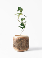 ficus-benghalensis-964_1.jpg?