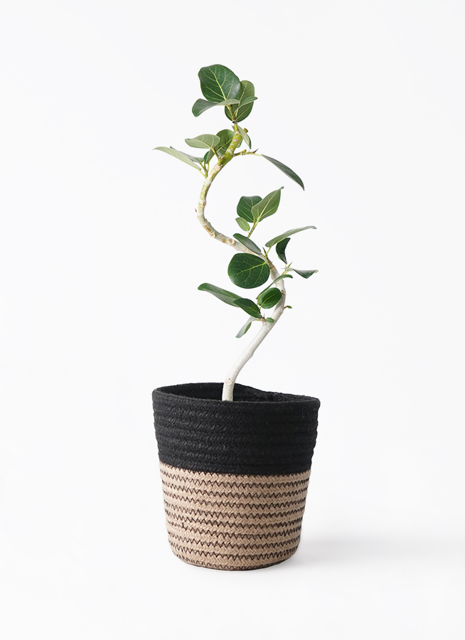 フィカス　ベンガレンシス4 フィカス：ベンガレンシス オードリー 4号鉢植え の通販 | 園芸