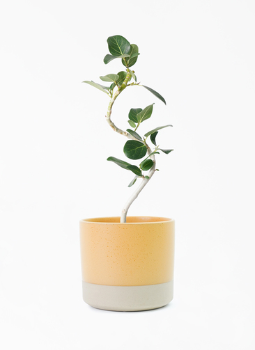 フィカス　ベンガレンシス4 ficus-benghalensis-1008_1.jpg?